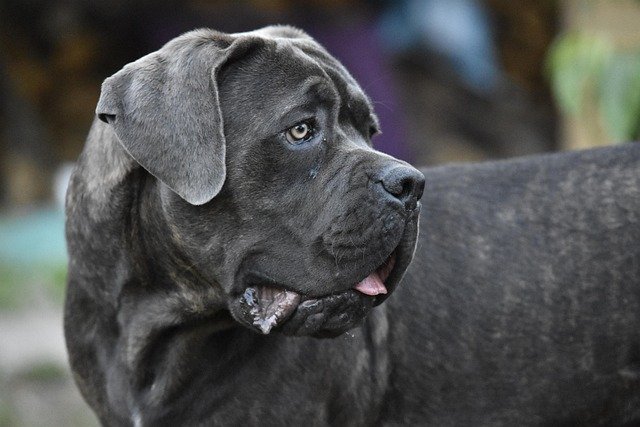 Enfermedades hereditarias Cane Corso: Guía de salud y cuidados