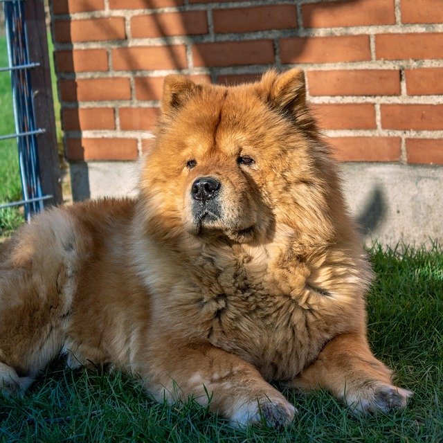 enfermedades hereditarias chow chow