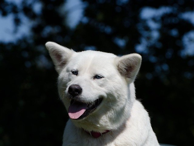 enfermedades hereditarias del Akita Inu