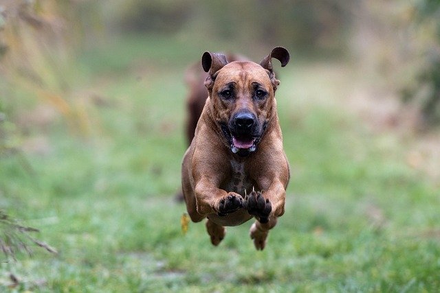 enfermedades hereditarias rhodesian ridgeback
