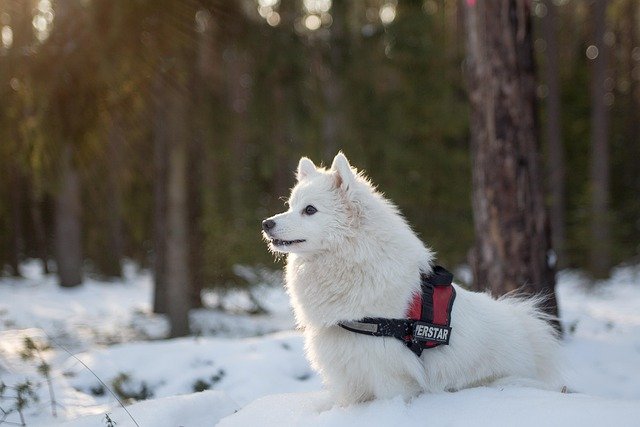 enfermedades hereditarias samoyedo