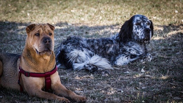 Enfermedades hereditarias Shar Pei: Guía de salud y cuidados