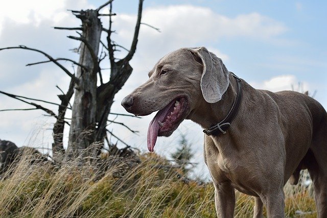Enfermedades hereditarias Weimaraner: Guía de salud y prevención