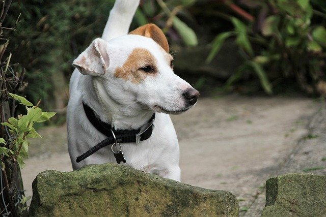 enfermedades jack russell terrier