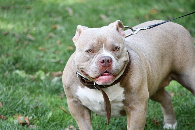 Enfermedades Staffordshire Bull Terrier