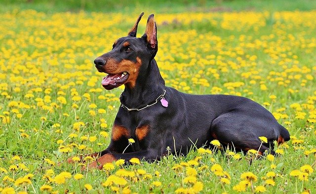 Entrenamiento de un Dobermann: Guía Completa para tu Perro Elegante