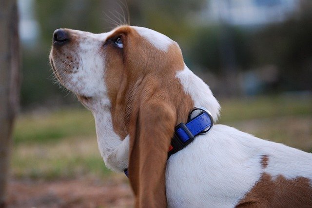Esperanza de vida Basset Hound: Factores y salud canina