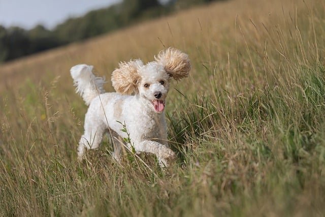 Esperanza de vida Caniche Toy: Guía para una vida larga y sana