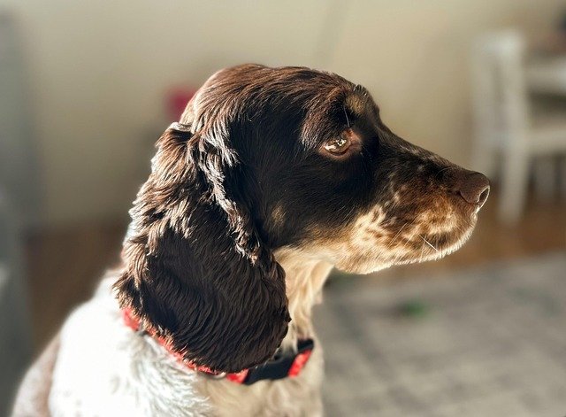 Esperanza de vida del Cocker Spaniel Inglés: Todo lo que debes saber