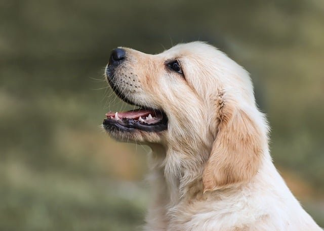 esperanza de vida golden retriever