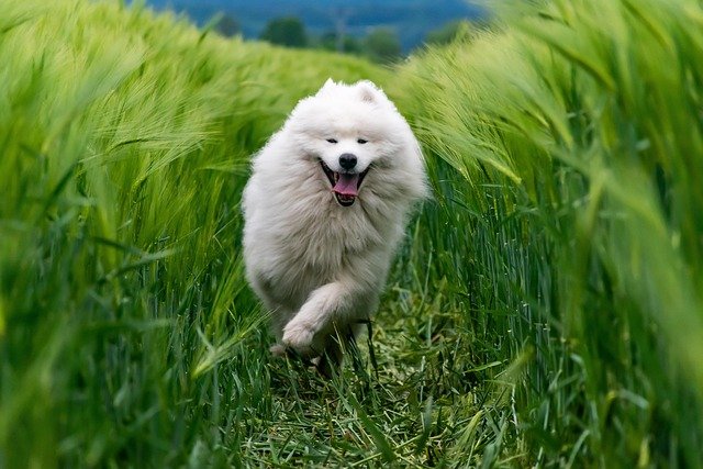 Esperanza de vida del perro Samoyedo: Salud y vitalidad