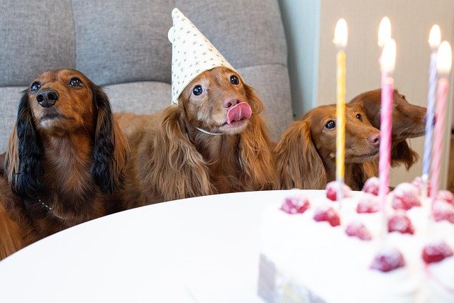 Esperanza de vida teckel años: ¿Cuánto vive un perro salchicha?