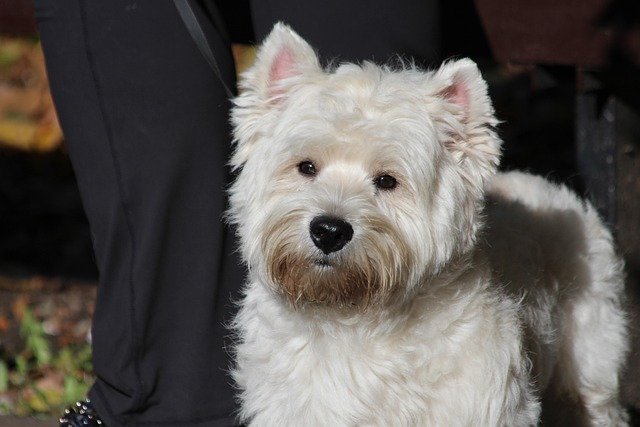 Esperanza de Vida West Highland Terrier