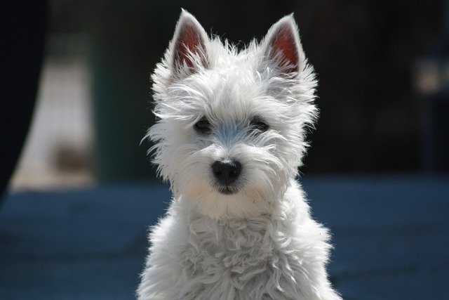 Predisposiciones Genéticas West Highland Terrier