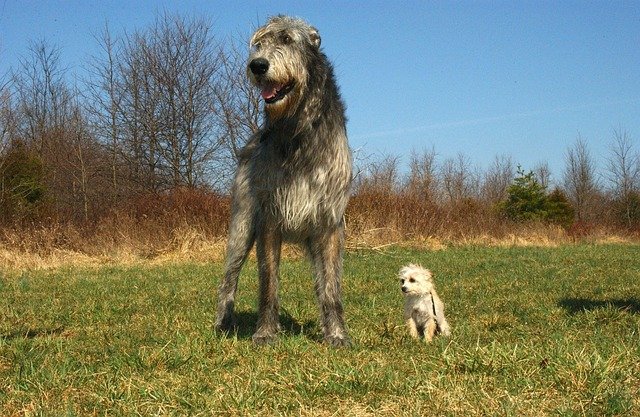 Problemas cardiacos en el Irish Wolfhound: Guía de salud vital