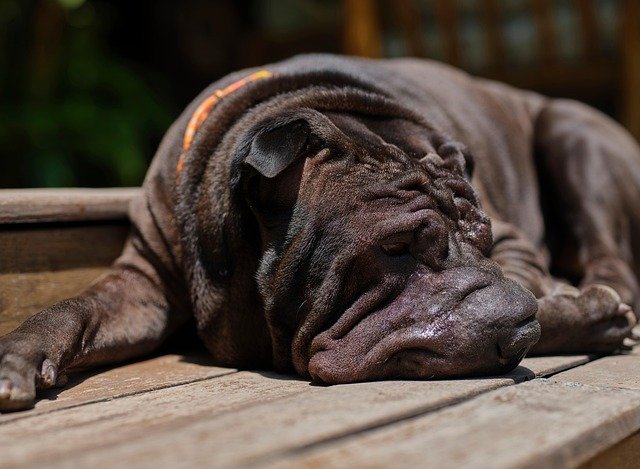 Problemas de piel en Shar Pei: Guía de salud y cuidados