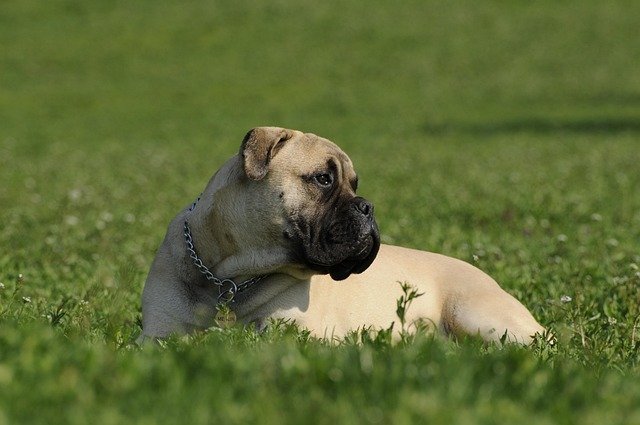 Problemas de salud frecuentes en Bullmastiff: Guía esencial