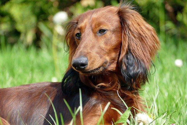 Problemas de espalda en Dachshund (Teckel): Guía y prevención
