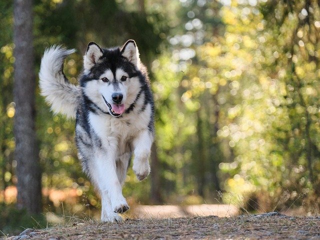 problemas salud alaskan malamute