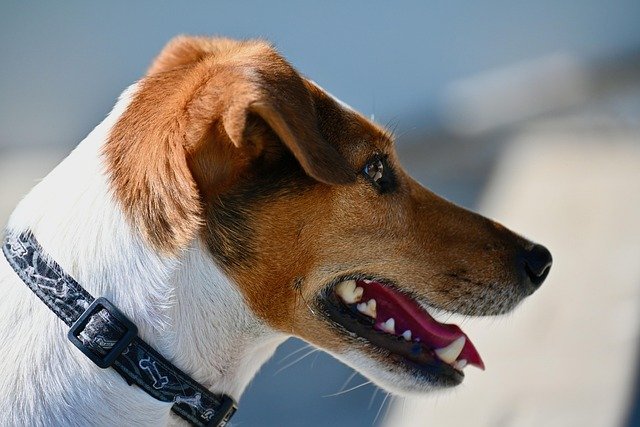 problemas salud jack russell terrier