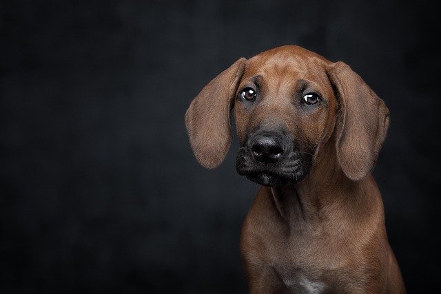 Rhodesian Ridgeback: Problemas de salud y cuidados esenciales