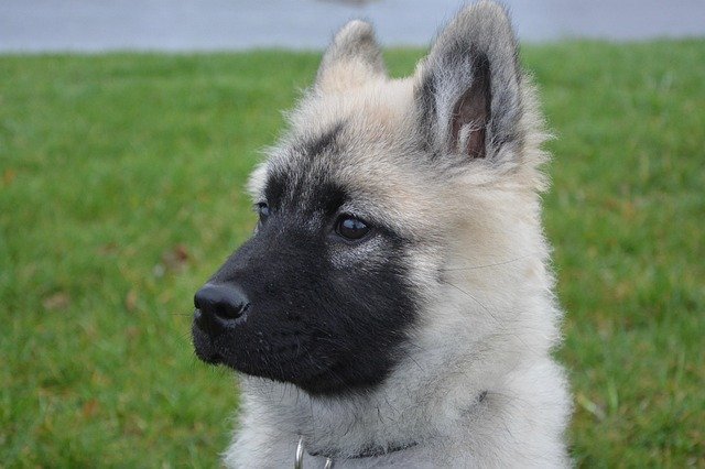 signos de que tu perro tiene dolor o inflamación cómo reconocerlos
