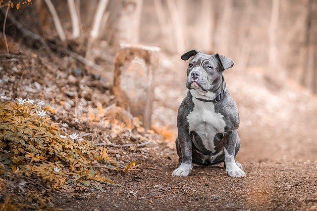 Carácter Staffordshire Bull Terrier: Educación