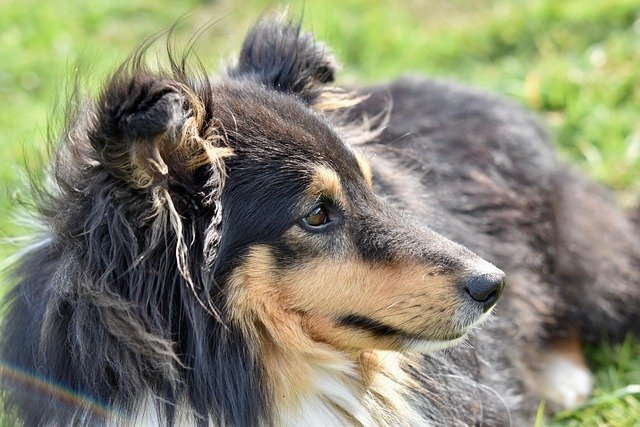 Carácter y comportamiento Shetland Sheepdog: Guía completa