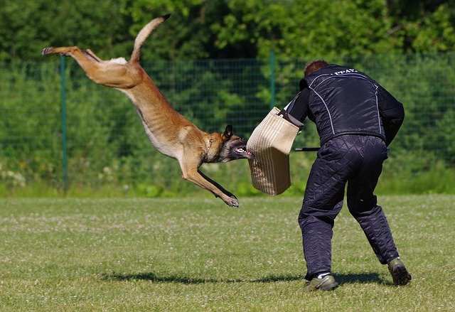 Carácter y educación pastor belga malinois: Guía avanzada