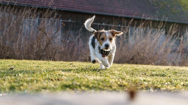 Comportamiento Jack Russell Terrier
