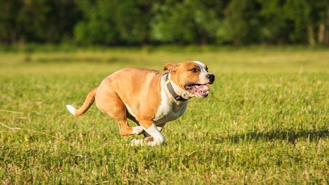 Cuidados Staffordshire Bull Terrier