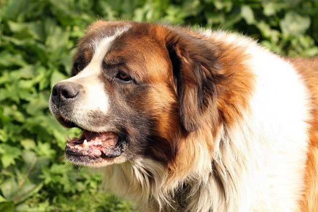 Cuidados y alimentación perro San Bernardo: Guía completa