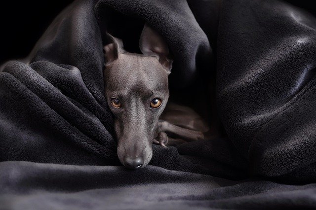Enfermedades frecuentes del Galgo Español: Guía de salud canina
