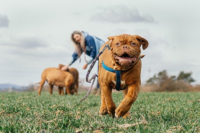 Enfermedades hereditarias Mastín Napolitano: Guía de salud canina