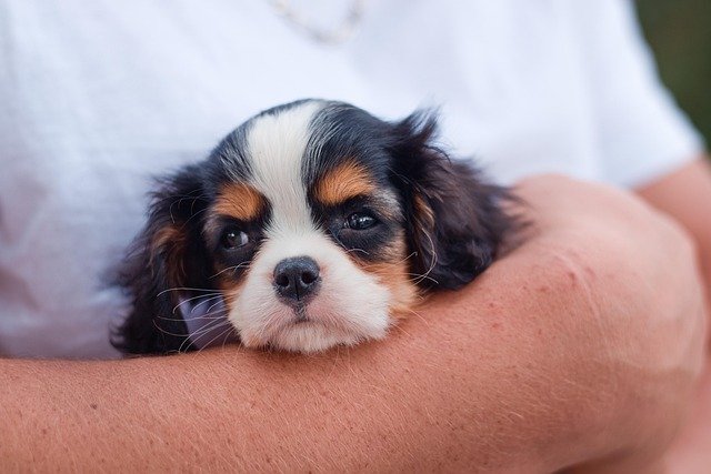 Esperanza de vida Cavalier King Charles Spaniel: Guía de salud
