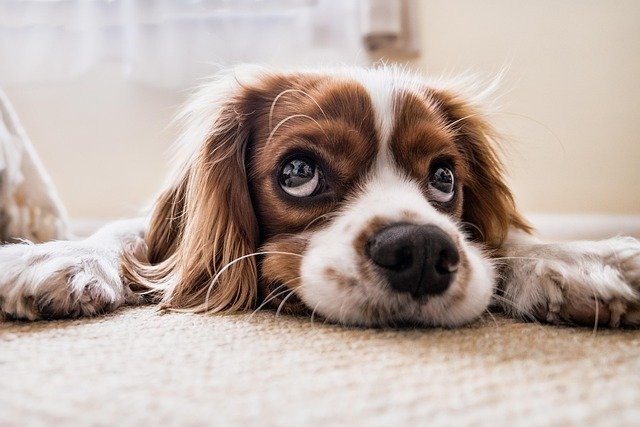 Principales problemas de salud Cavalier King Charles Spaniel