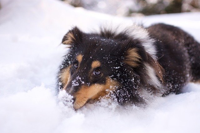 Principales problemas de salud Shetland Sheepdog y prevención
