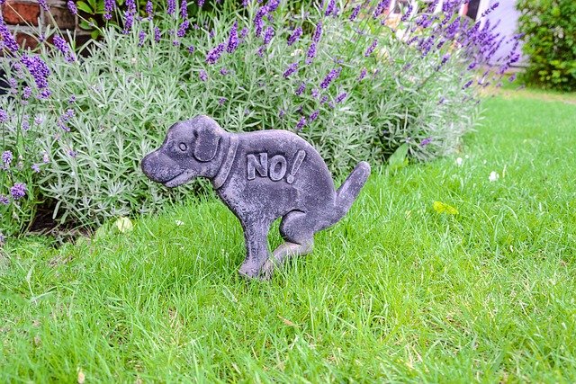 Adiestramiento Canino en Casa para Principiantes — Guía Completa, Bienestar y Razas Específicas Buuil.com