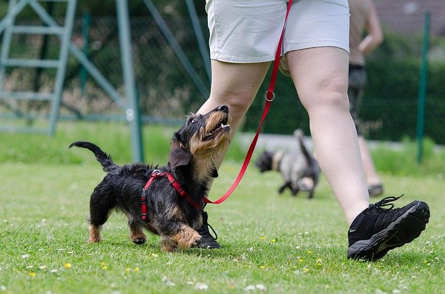 Adiestramiento en Positivo vs Tradicional: Diferencias Clave, Métodos, Bienestar Canino y Microcirculación