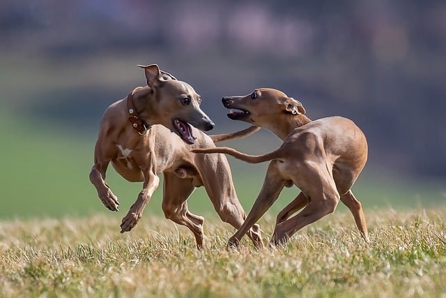 Alimentación Galgo Español: Metabolismo Acelerado, Estructura Esbelta, Nutrientes Específicos contra Predisposiciones Genéticas