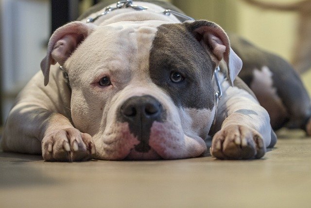 American Bully Salud Óptima, Mejora de Microcirculación, Beneficios Físicos y Emocionales, Adaptación Familiar – Guía 2024