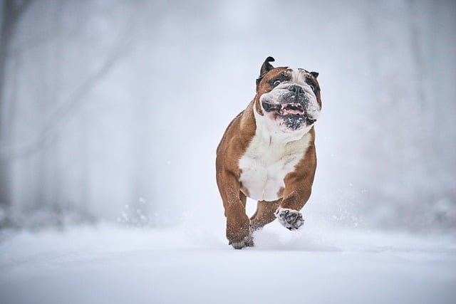 Bulldog Inglés Precio España — Rango de Costes, Factores de Variación y Compromiso Sanitario a Largo Plazo