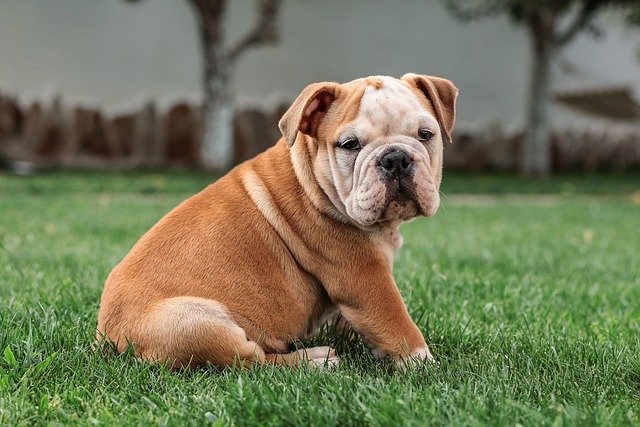 Bulldog Inglés Perú: Precio Inicial, Costos de Salud, Microcirculación y Mantenimiento Anual