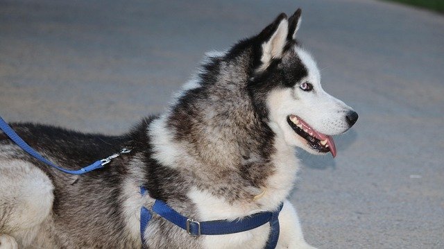 Alaskan Malamute: Carácter Leal y Determinado, Perro de Trineo de Gran Tamaño y Fortaleza Física