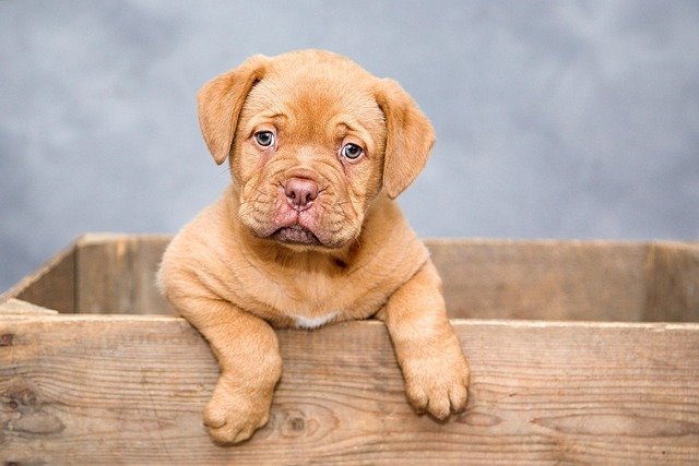 Dogo Argentino Precio en Euros 2024, Rango 1500‑2500 €, Influencia del Criador, Costes de Salud y Cuidados