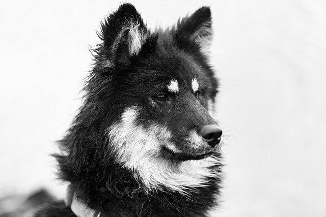 Enfermedades Hereditarias Pomerania: Predisposiciones Genéticas, Problemas Cardíacos y Atención Veterinaria Especializada