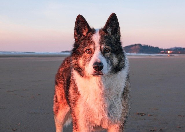 Etólogo Canino: Diferencias con Adiestrador, Cuándo Necesitas Uno, Bienestar y Convivencia para tu Perro