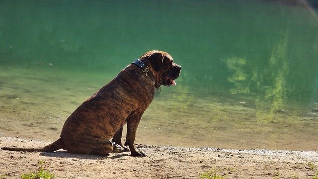 Perro Presa Canaria – Precio Medio 1500‑1800 €, Fuerza y Agilidad, Protección Familiar, Impacto de la Microcirculación en su Salud a Largo Plazo