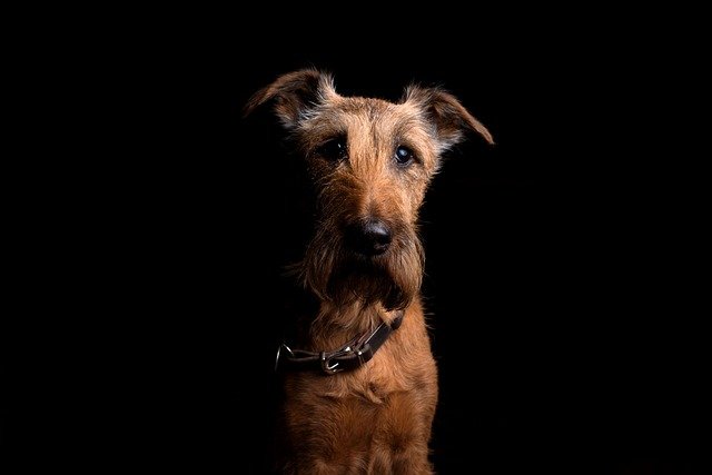 Irish Wolfhound, Problemas Cardiacos por Tamaño — Miocardiopatía Dilatada, Prevención en Razas Gigantes