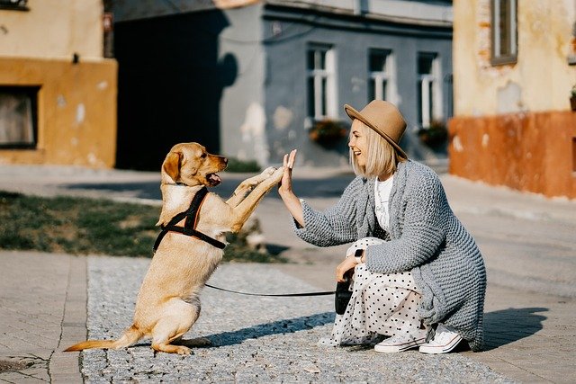 Problemas de comportamiento en perros, microcirculación eficiente, irritabilidad reducida, entrenamiento eficaz, 5 fallas comunes y correcciones prácticas